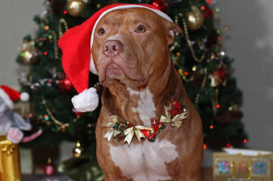 Собака в пиджаке