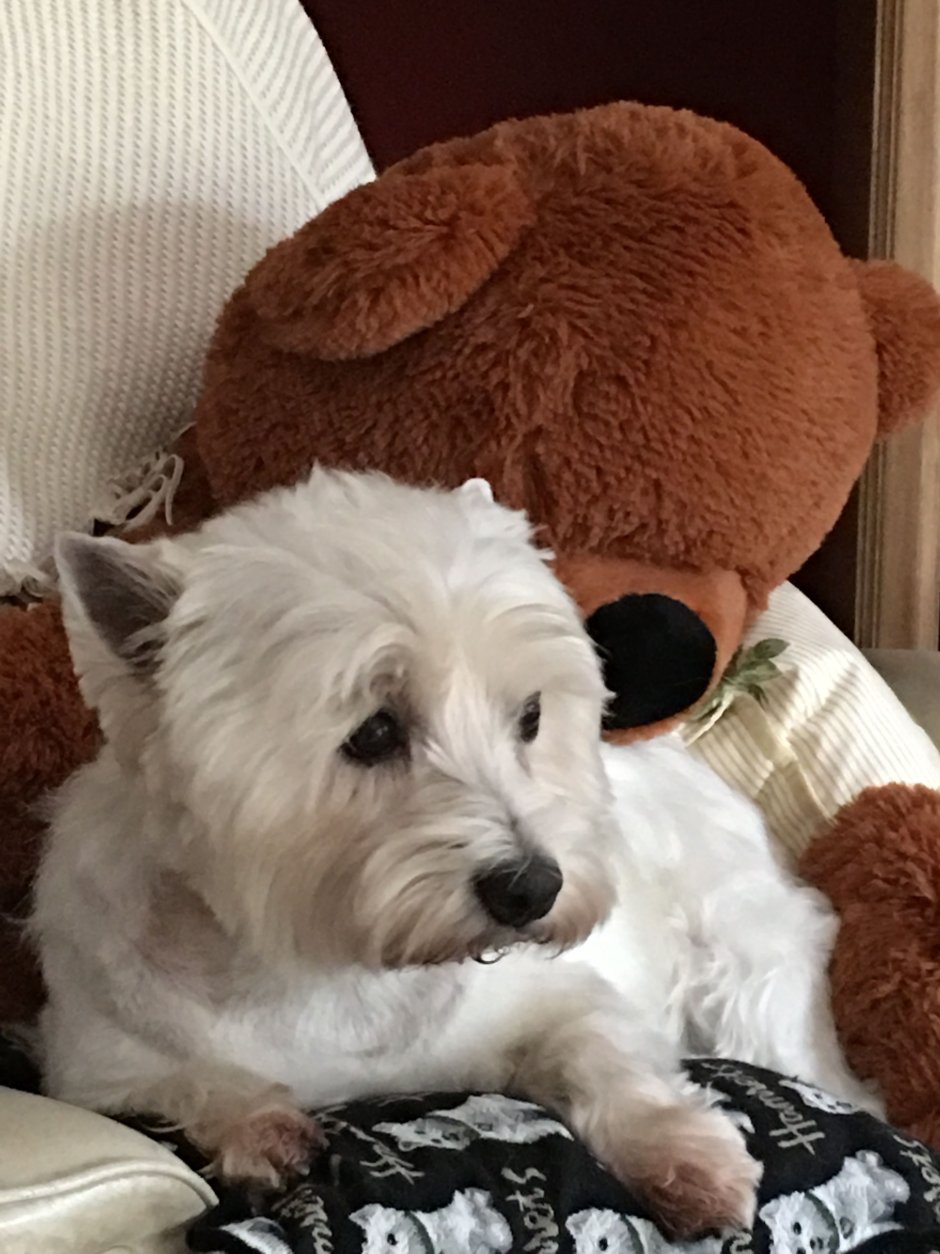 Страшная смешная собака