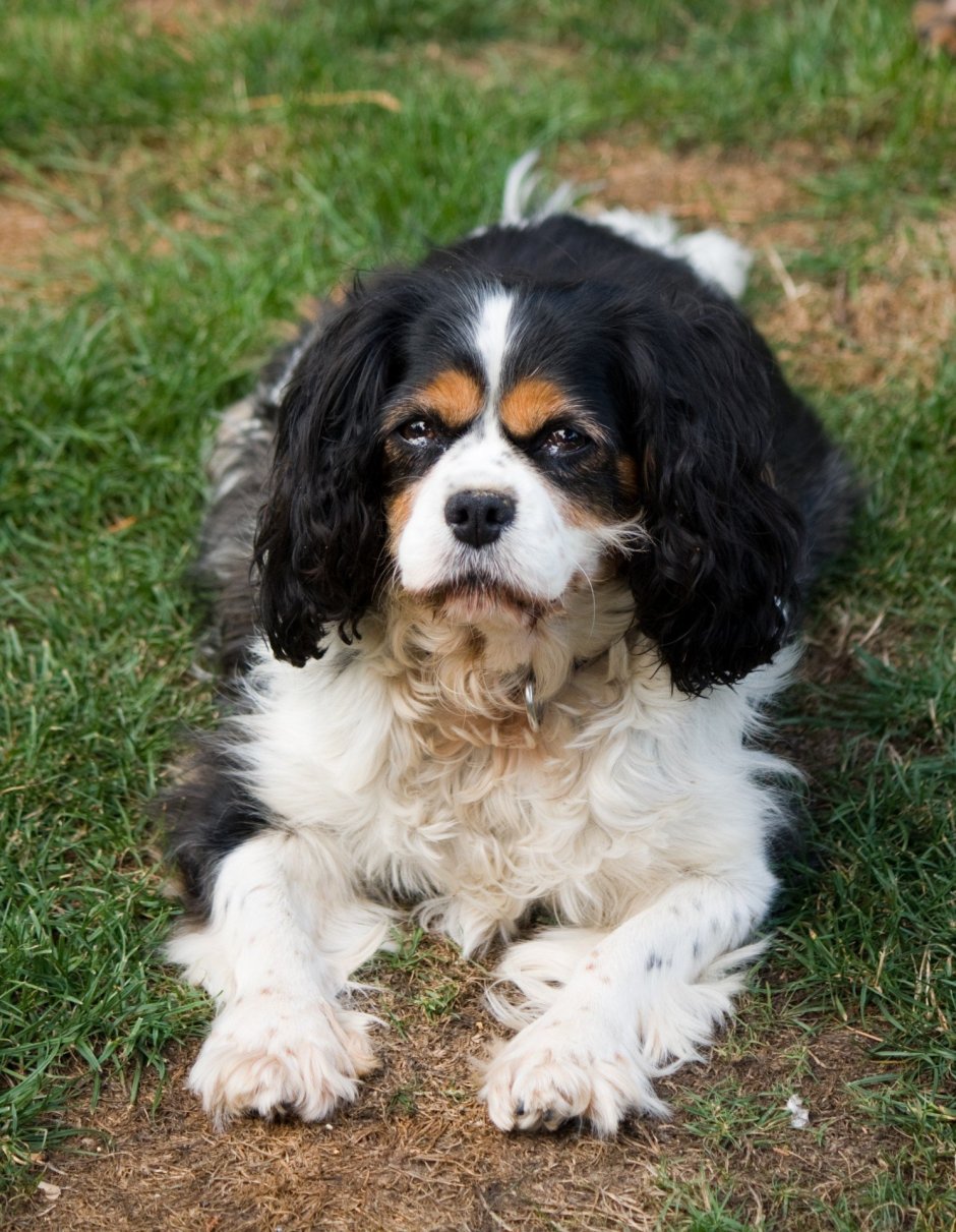 Ботинки Ruffwear для корги