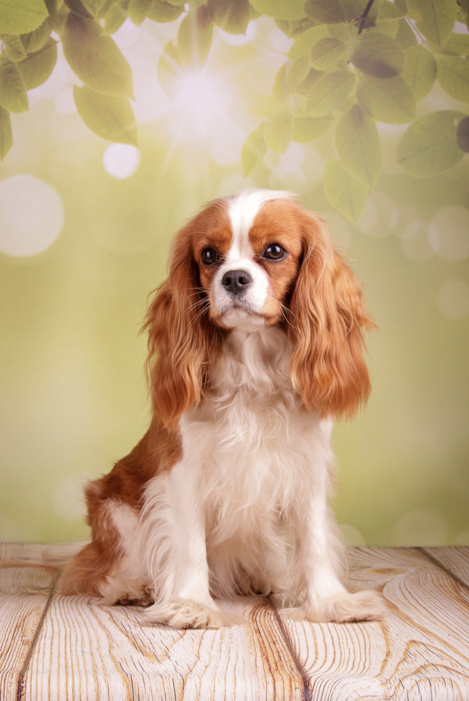 Эстетика щенков