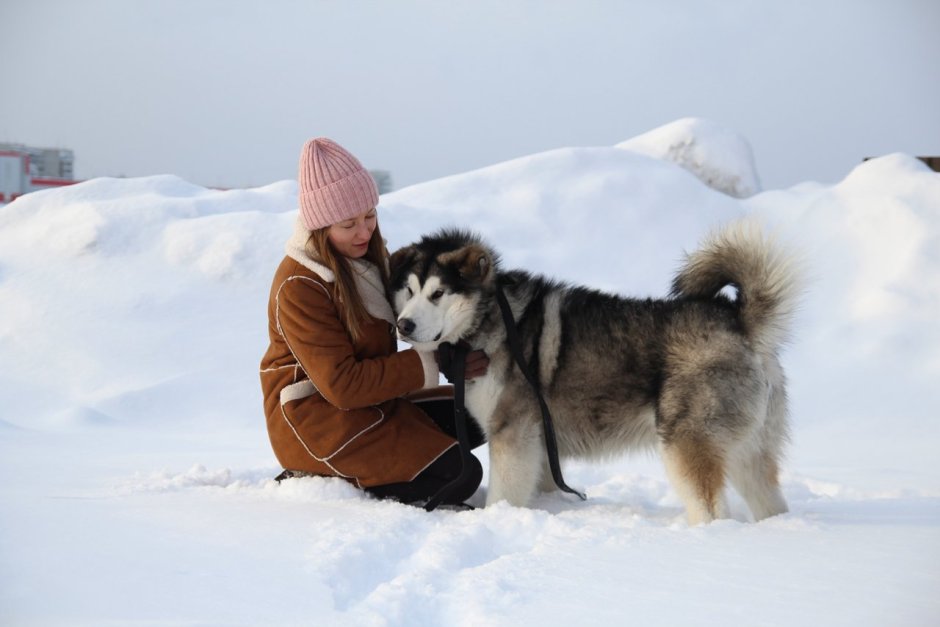 Бладхаунд карликовый