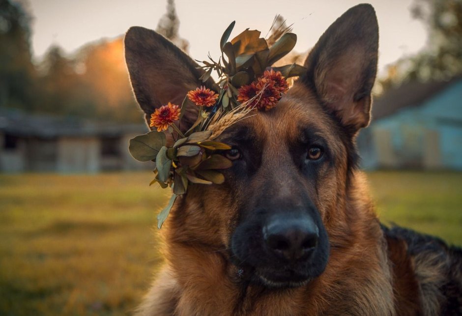 Сибирский хаски рыжий