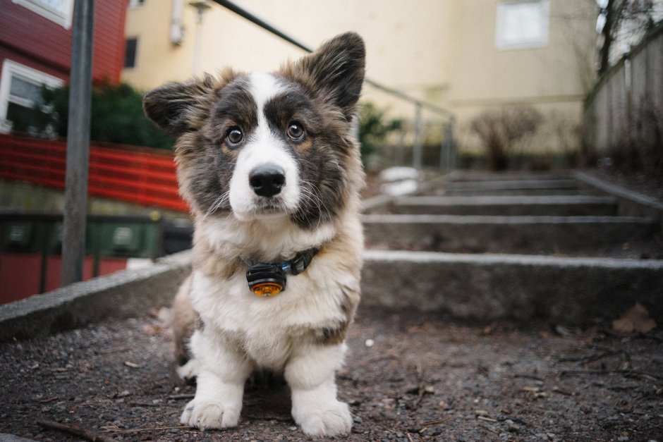 Вельш-корги-кардиган Флафф