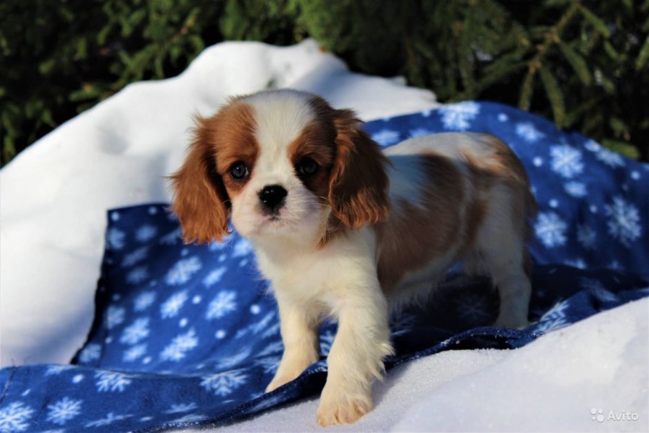 Корги пемброк Эстетика