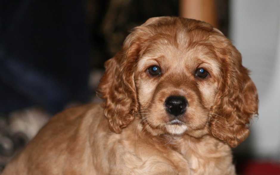 Собачка с розочкой