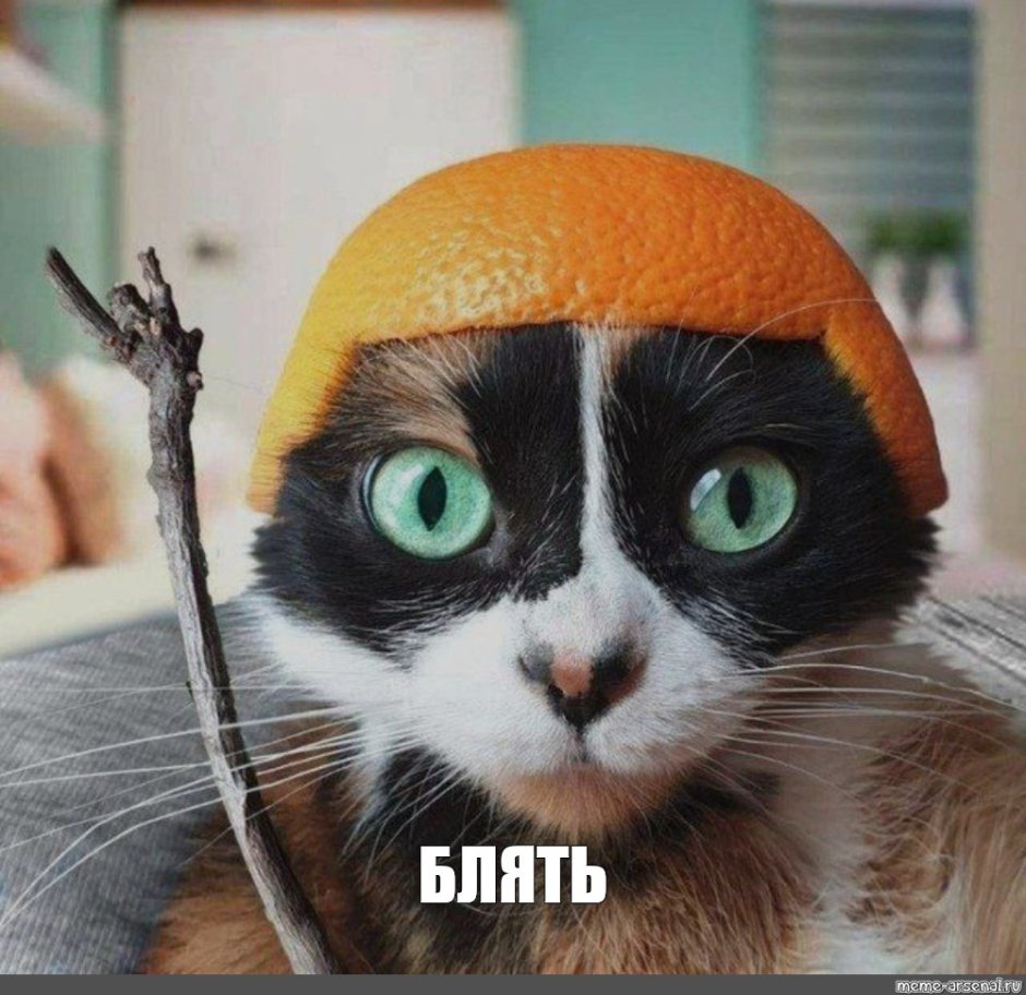 Шлем из апельсина для кота