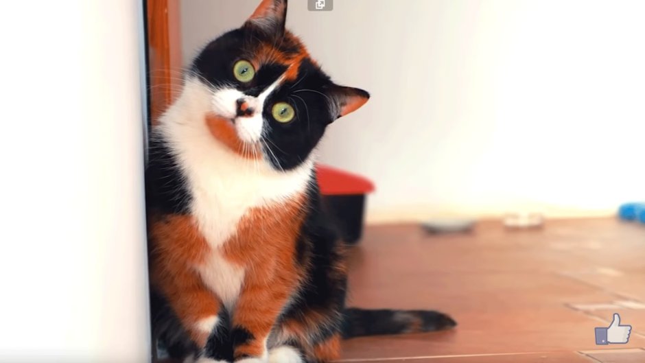 Трехцветный кот куки