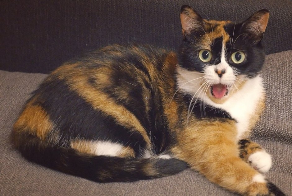 Кошка куки
