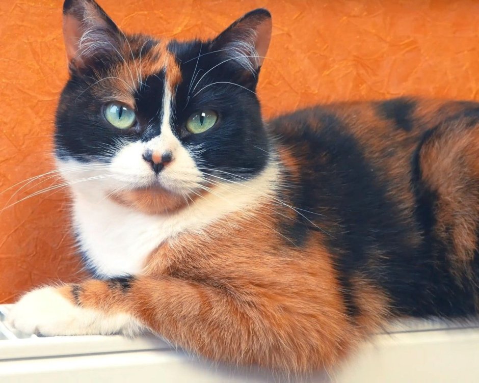 Кот сливки шоу