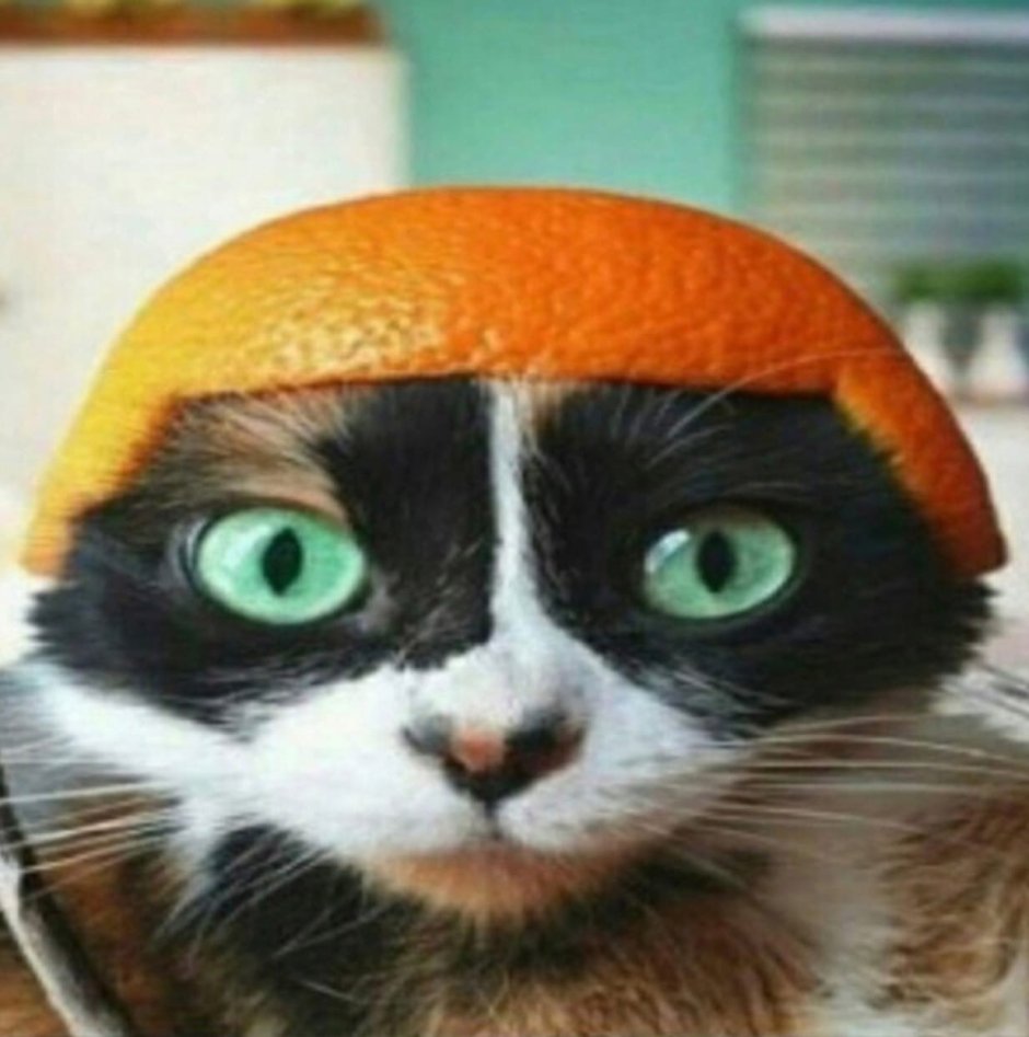 Кот с апельсином на голове