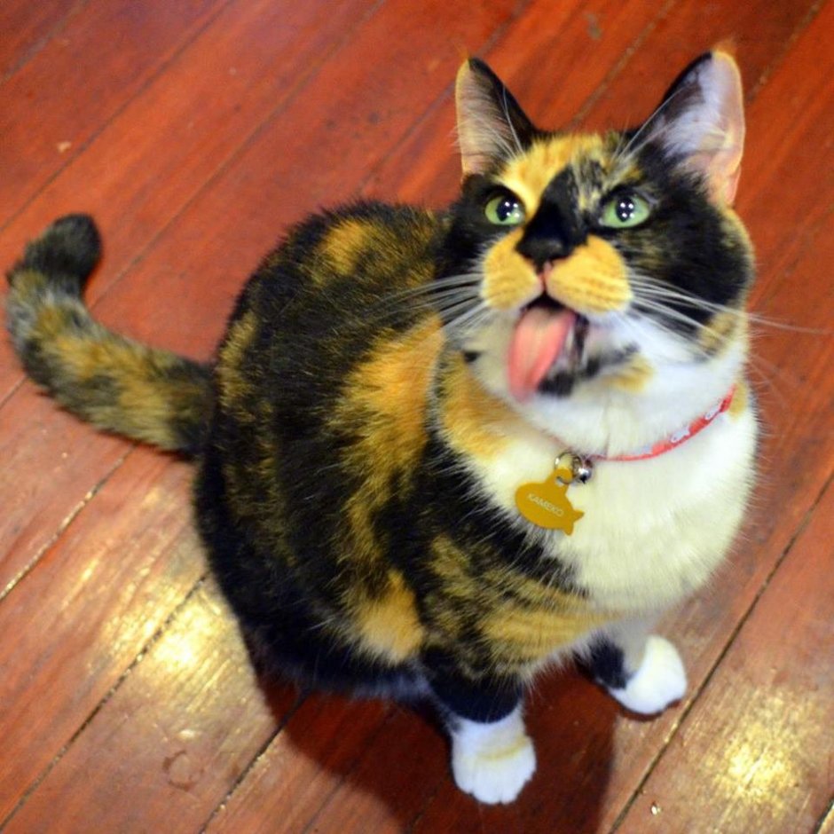 Куки кот