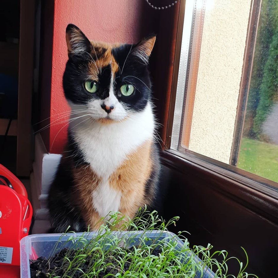 Котенок куки