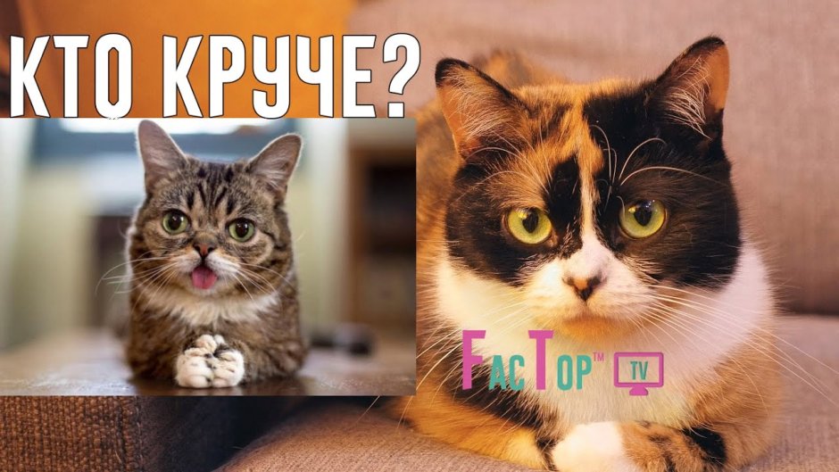 Домашнего животного куки