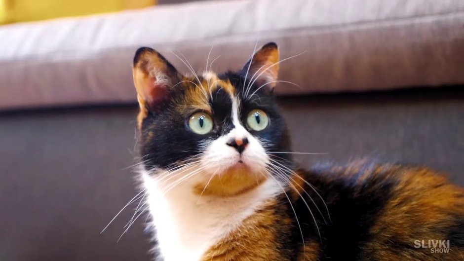 Котик сливки шоу
