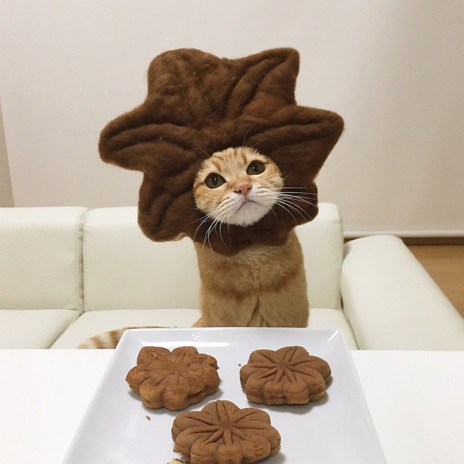 Funny Cat cookies