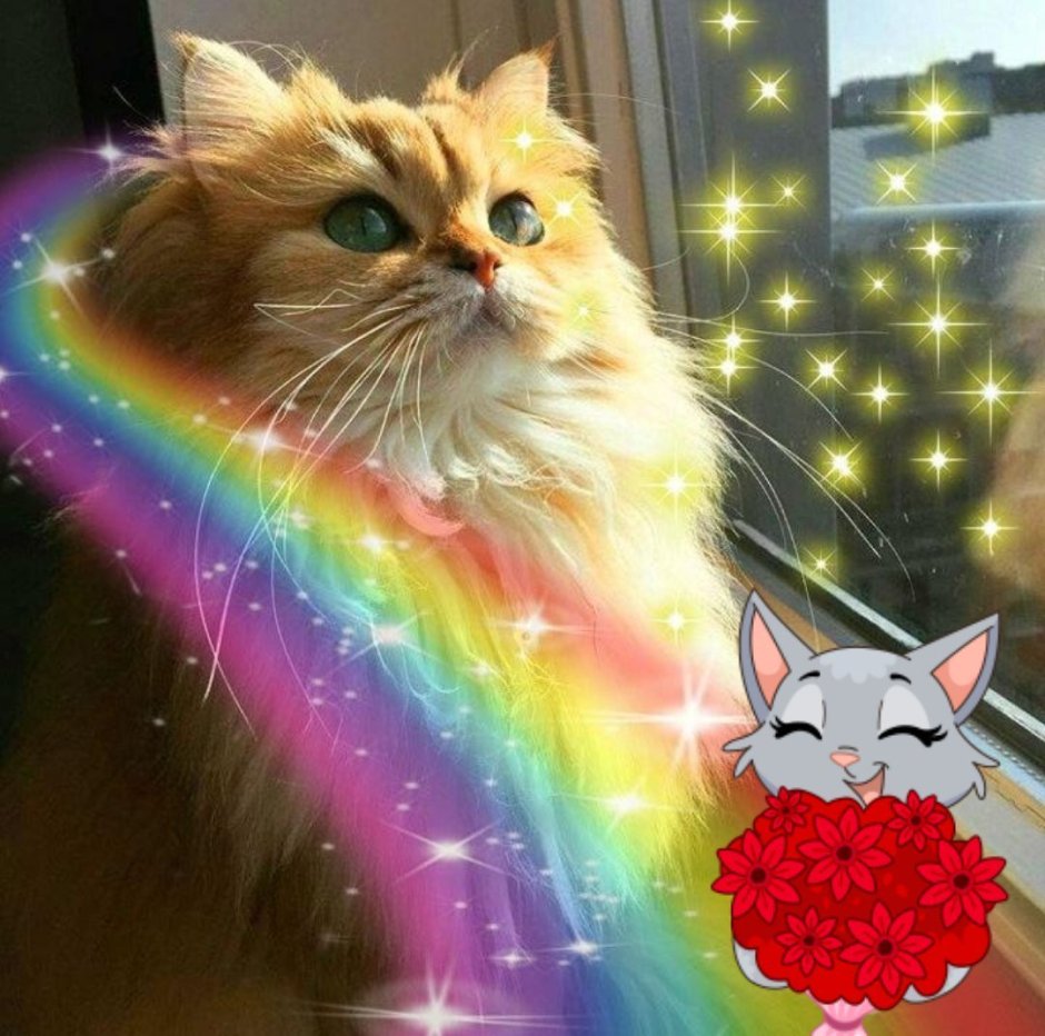 Радужный котик
