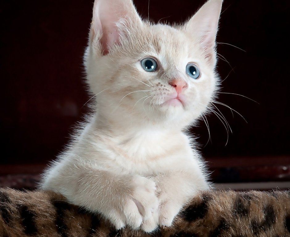 Котенок блестки