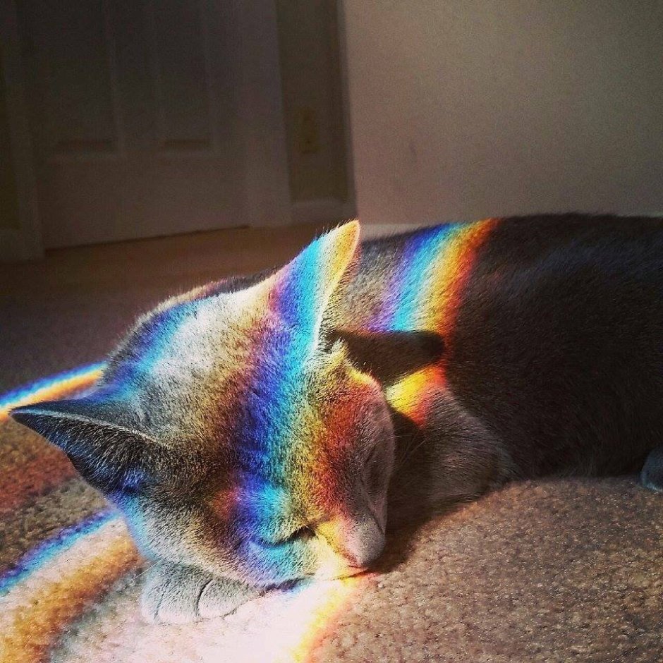 Кот Эстетика