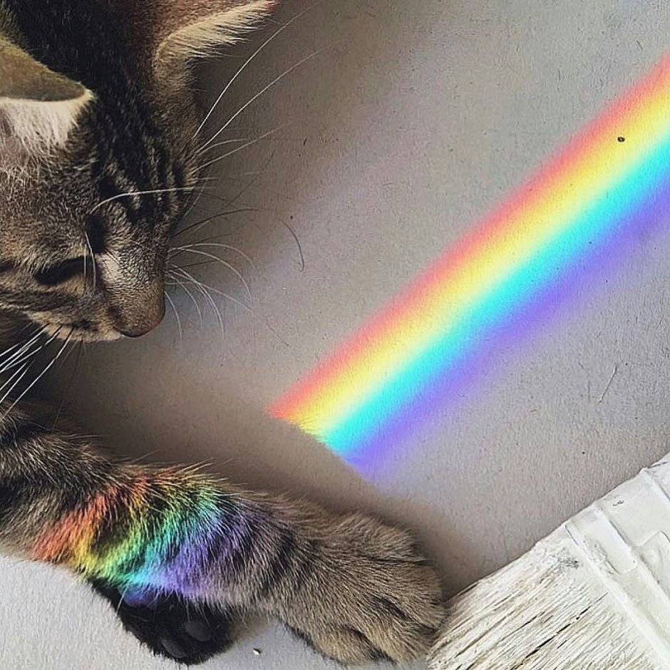 Розовая кошечка