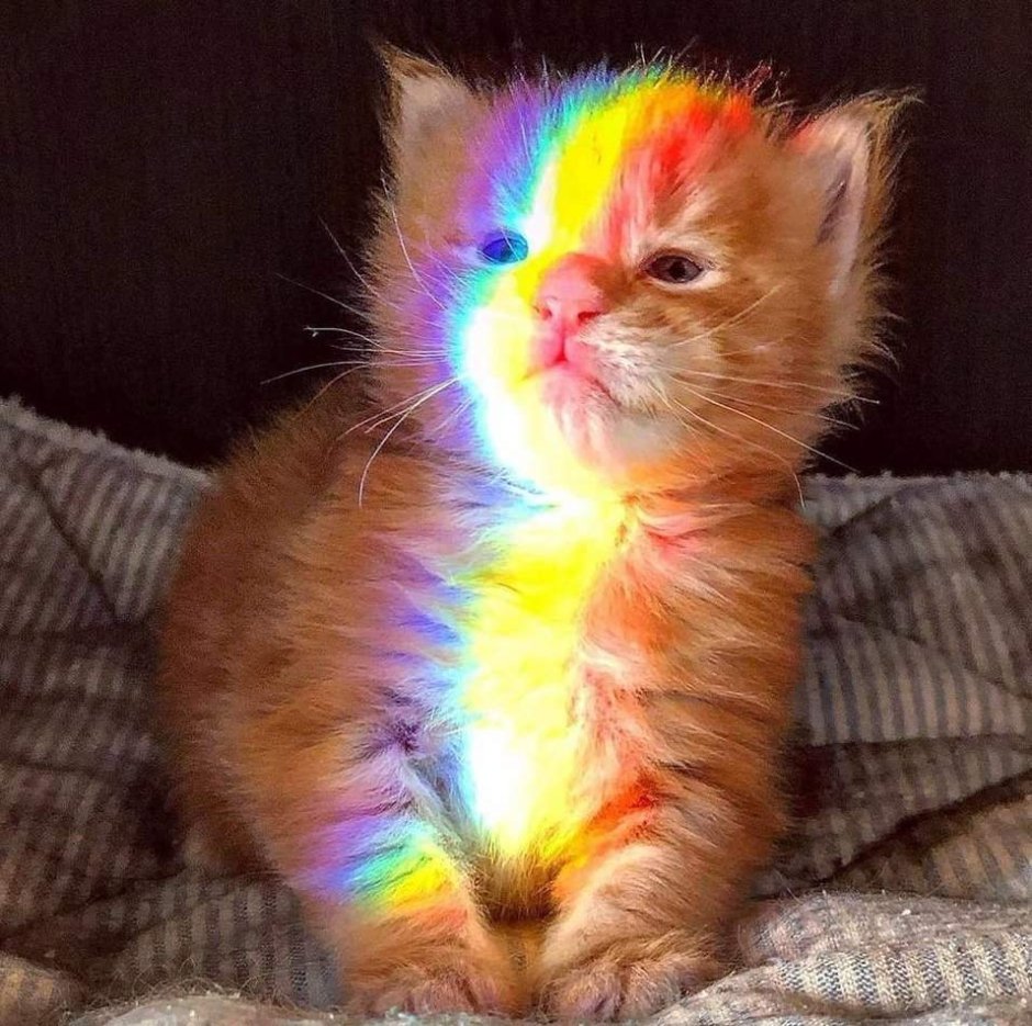 Котики Эстетика розовая