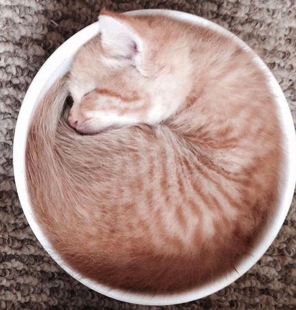 Кот свернулся клубком