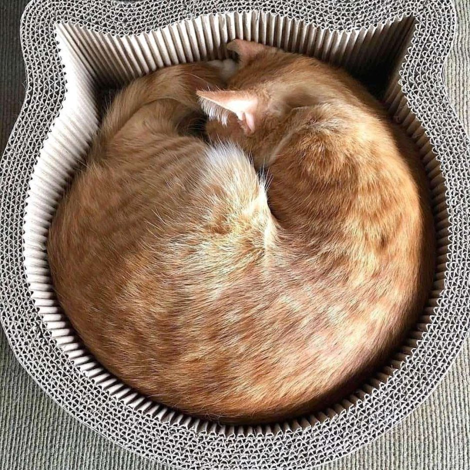 Кошка свернулась клубочком
