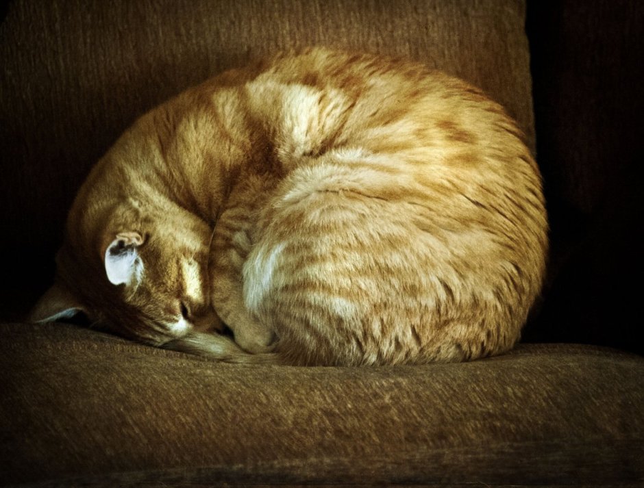 Кошка клубочком