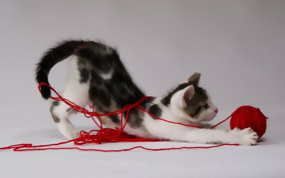 Кошка спит на белом фоне