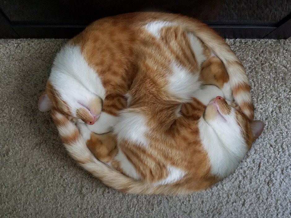 Кошка свернулась клубком