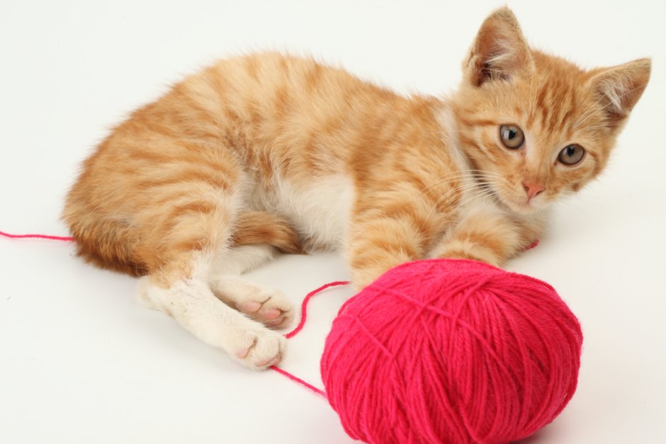 Кот спит клубочком