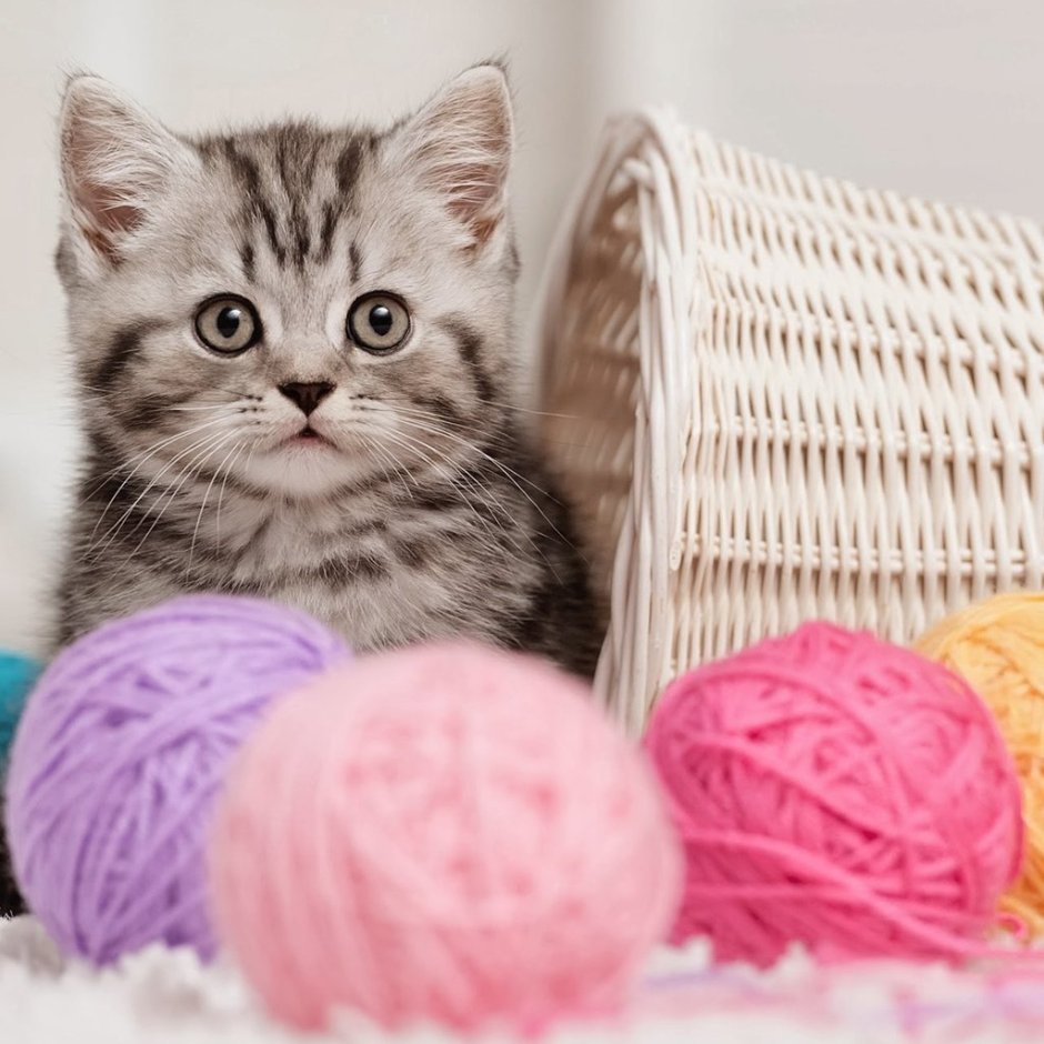 Котёнок и клубок