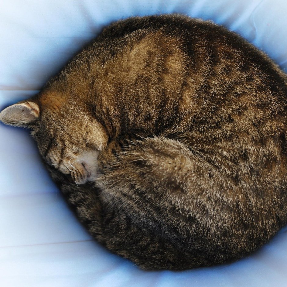 Котёнок и клубок