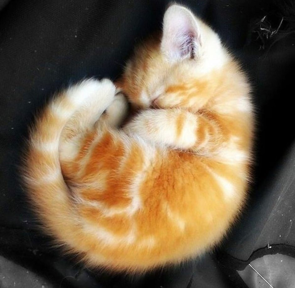 Кот и клубок ниток