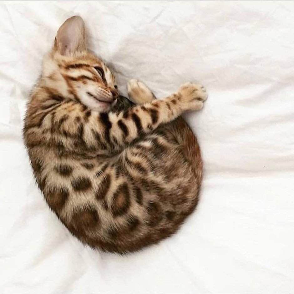 Кошка свернулась калачиком