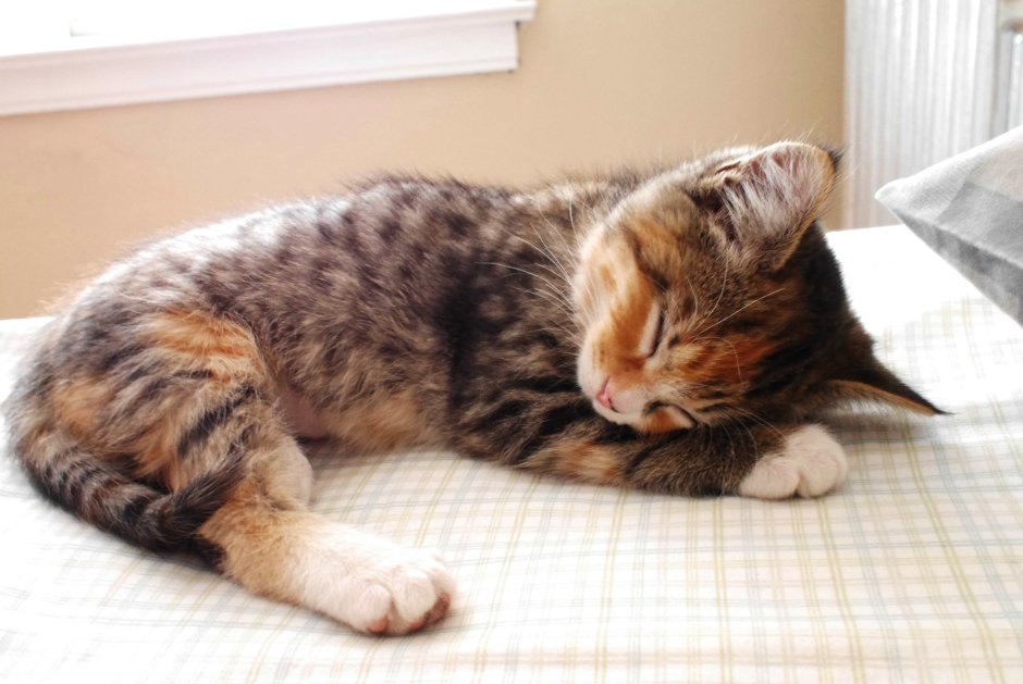 Котик в пледе