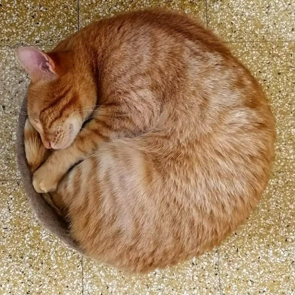 Кот свернулся клубком