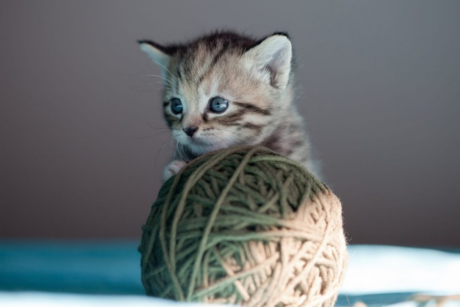 Кошки с клубками пряжи