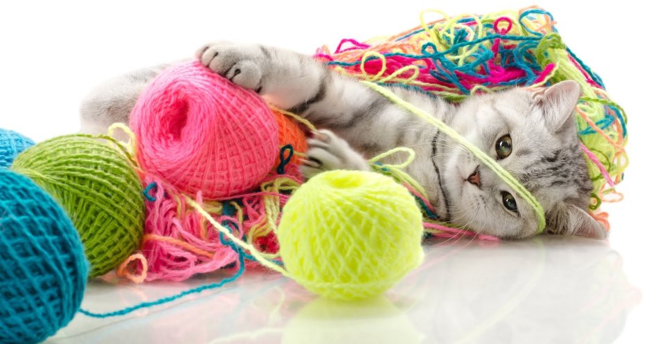 Кошка в круге