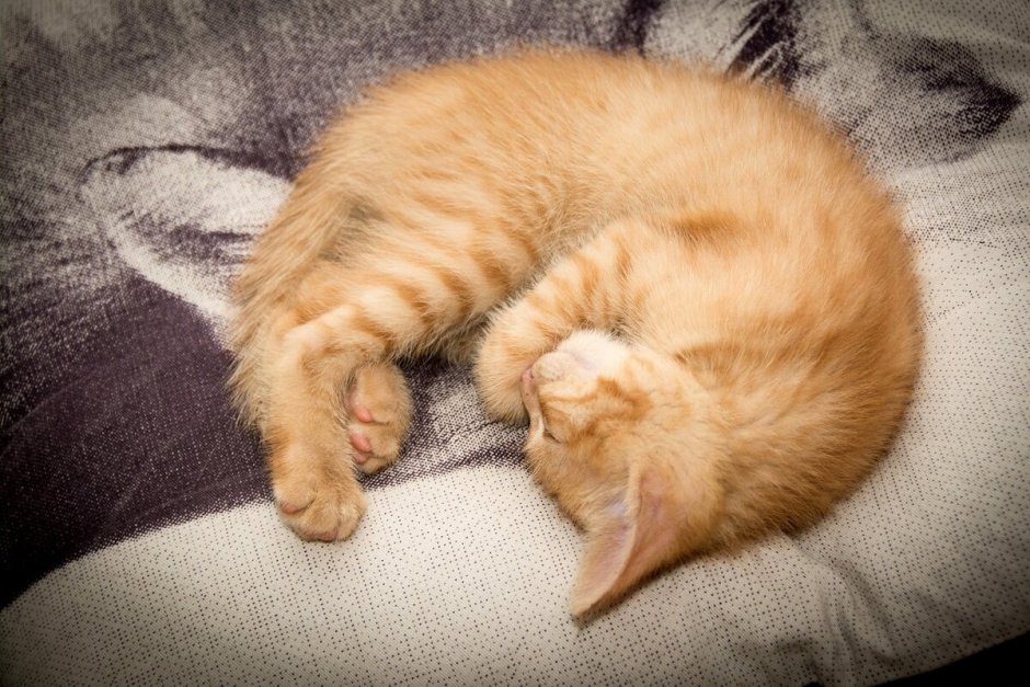 Котенок с красным клубком