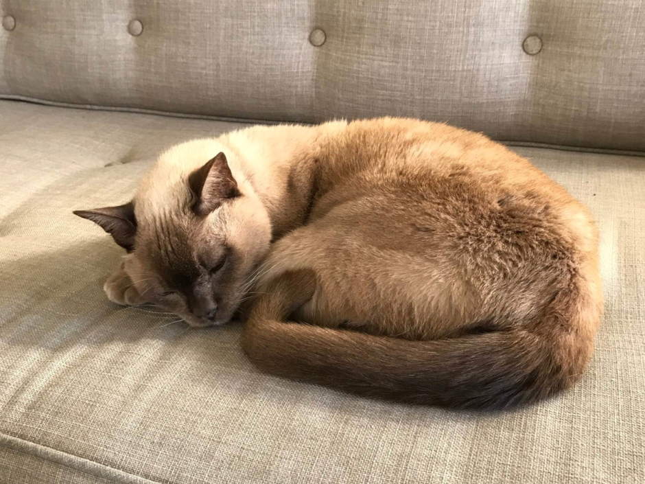 Кошка играется с клубком