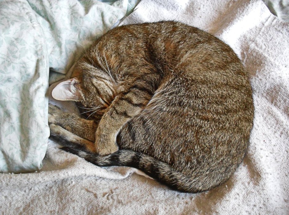Кошка свернулась клубочком