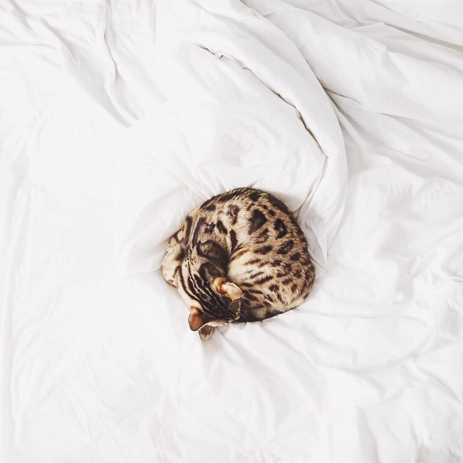 Клубки пряжа котята