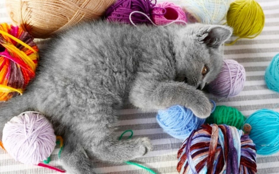 Рыжий кот клубочком