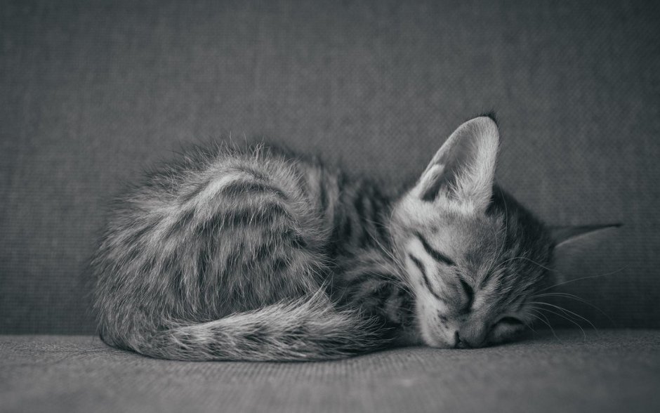 Милые спящие котики