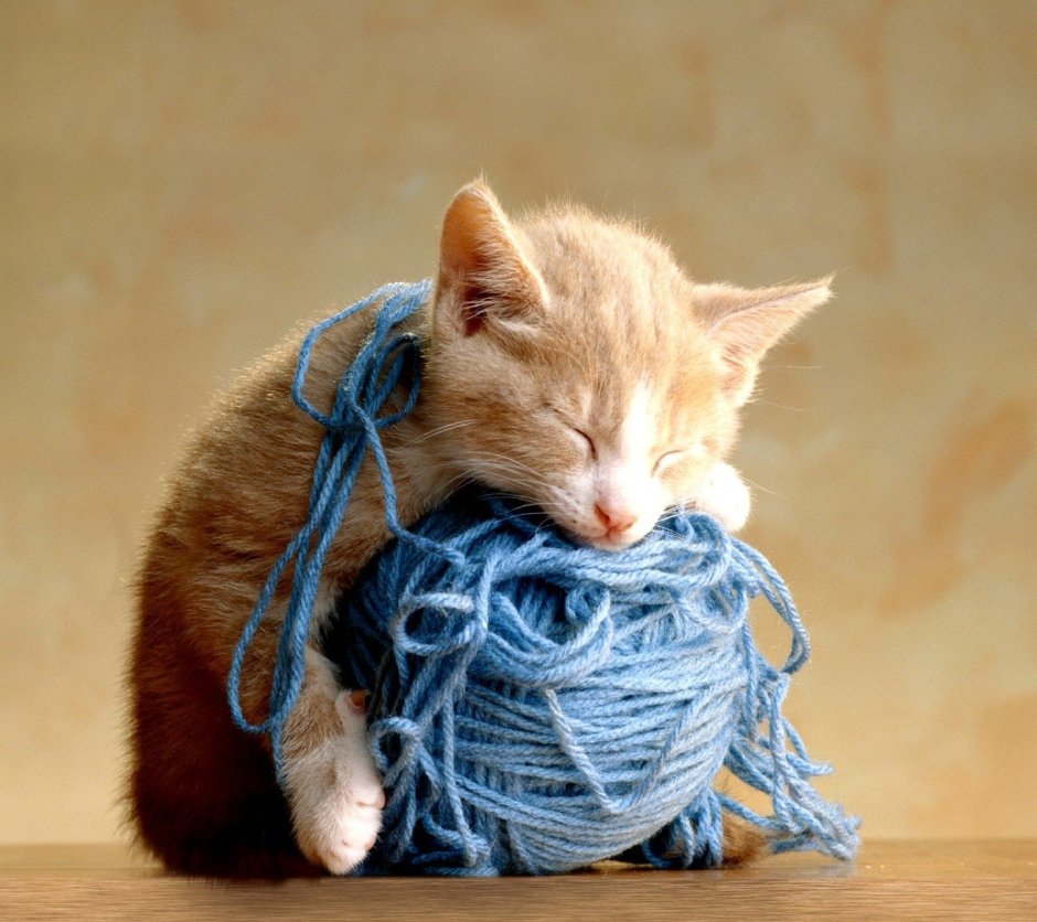 Кошка спит калачиком