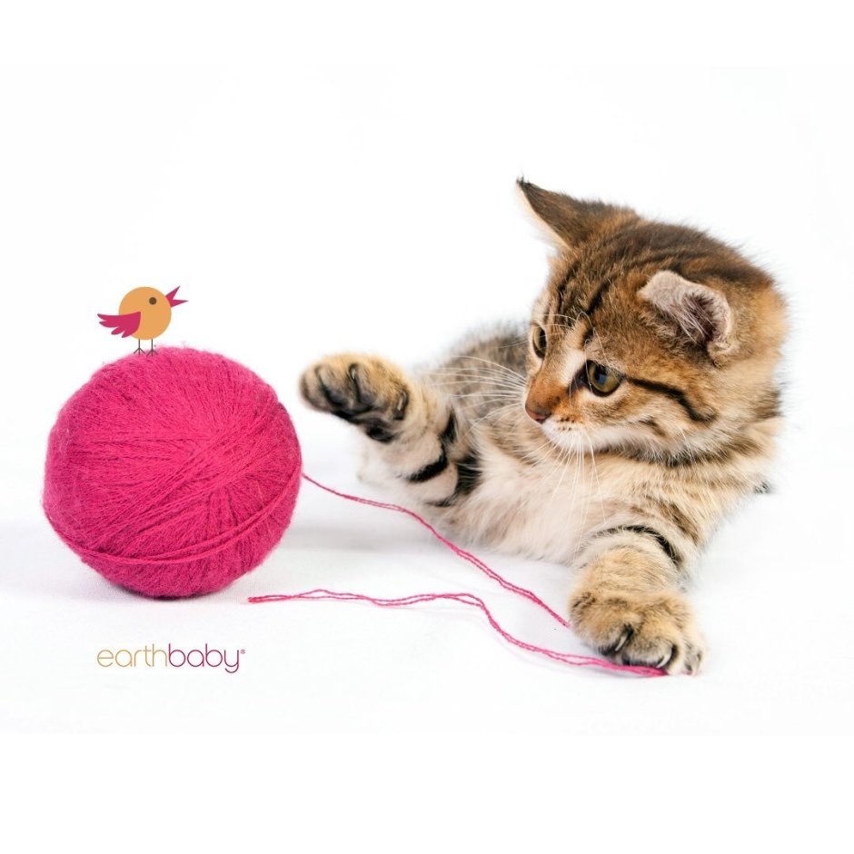 Кот клубочком