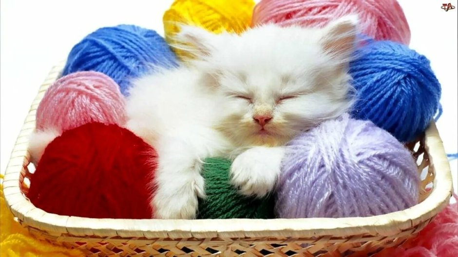 Котёнок и клубок