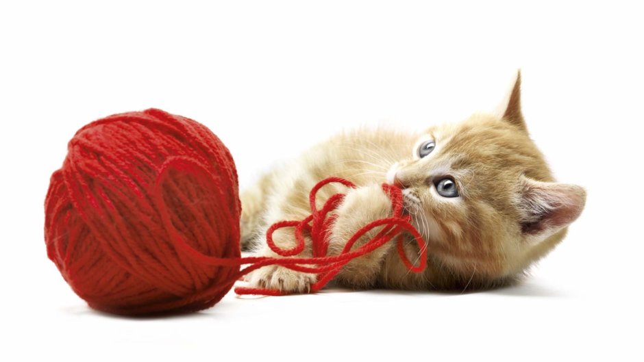 Котёнок и клубок