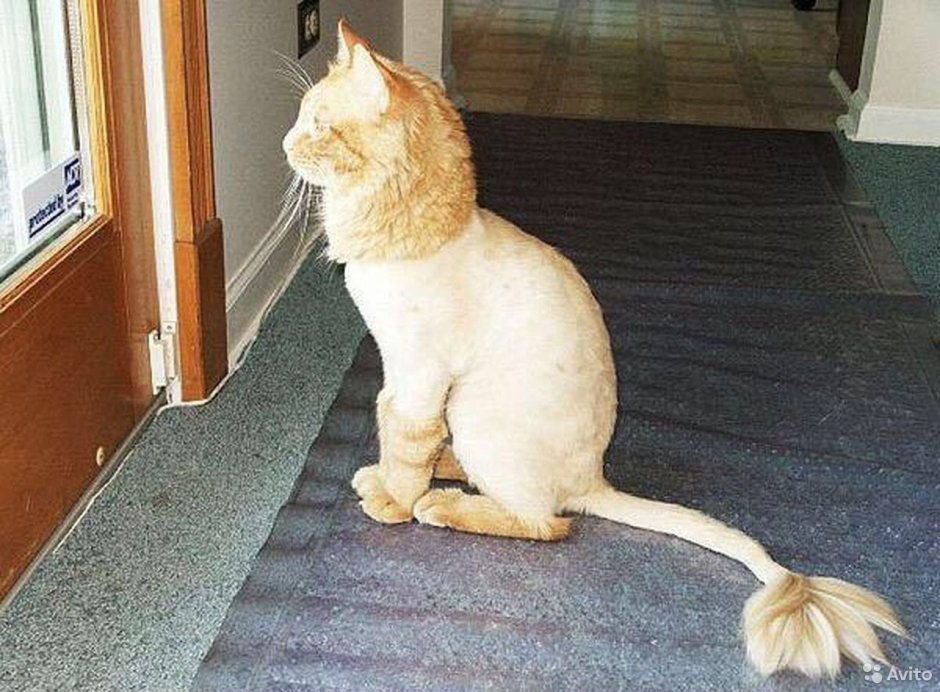 Стрижка кошек Парнас