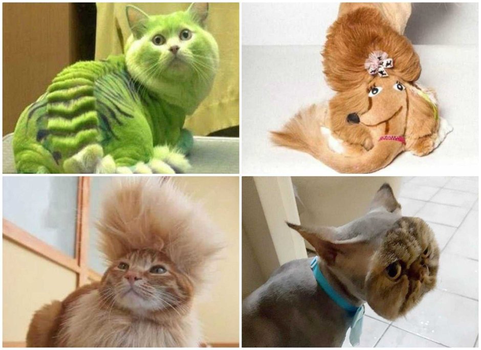 Кошачьи стрижки